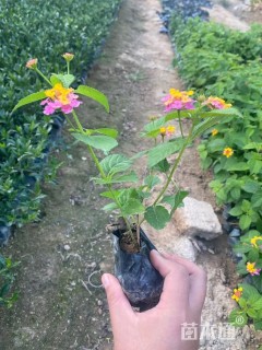 高度30厘米福禄考