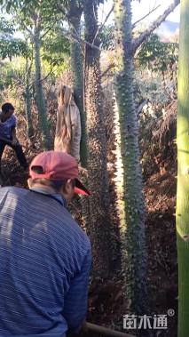 20公分青皮木棉