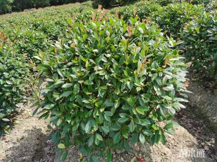 冠幅100厘米红叶石楠球