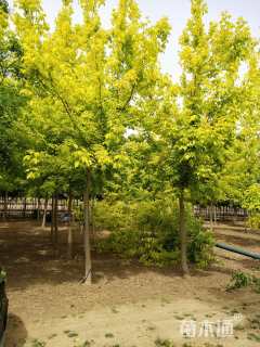 8公分金叶复叶槭