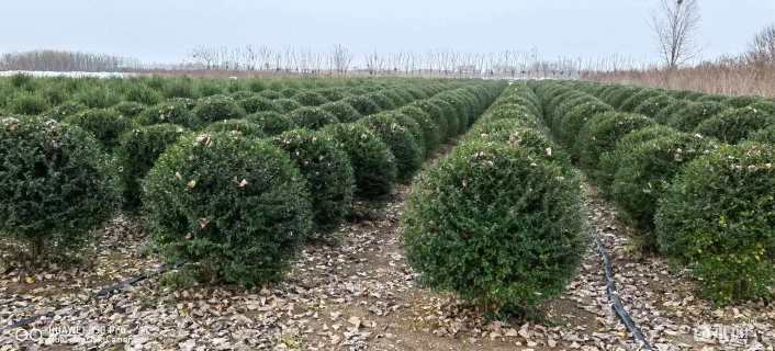 冠幅80厘米水蜡球