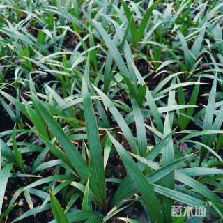 裸干高3厘米酒瓶椰子