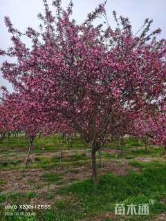 10公分垂丝海棠