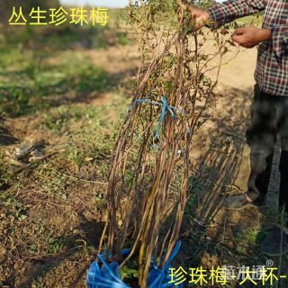 高度50厘米丛生珍珠梅