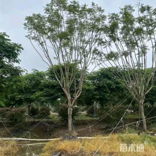 12公分蓝花楹