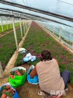 高度17厘米欧石竹