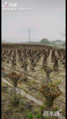 50公分紫薇花瓶