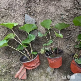 高度25厘米斑点大吴风草