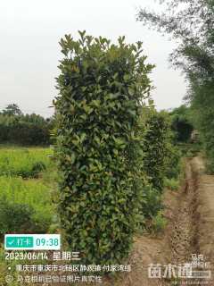 高度300厘米红叶石楠柱