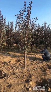 高度300厘米连翘
