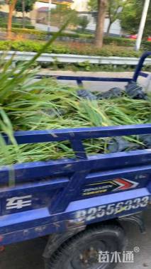 高度30厘米花菖蒲