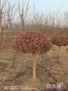 高度160厘米冬红卫矛