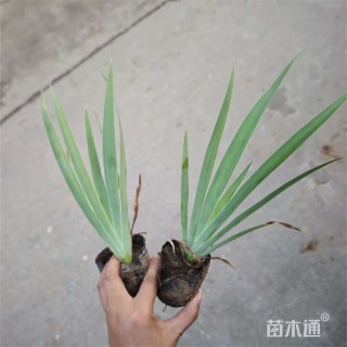 高度15厘米德国鸢尾