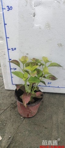 高度15厘米彩叶草