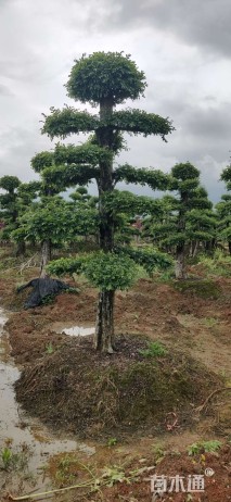 30公分造型椤木石楠