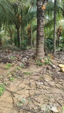 裸干高150厘米椰子