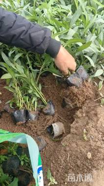 高度10厘米翠芦莉