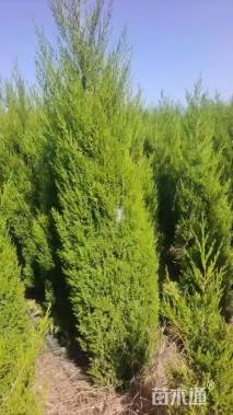 高度210厘米塔柏