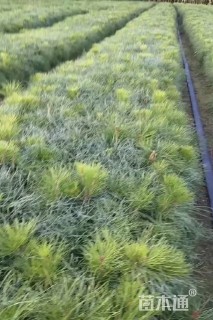 高度30厘米油松