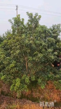 5公分(5杆)丛生杨梅