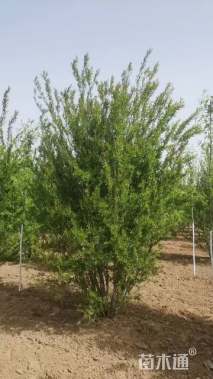 高度380厘米丛生花石榴