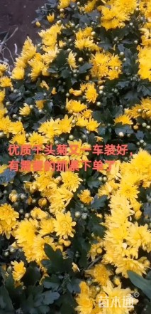 高度30厘米野菊