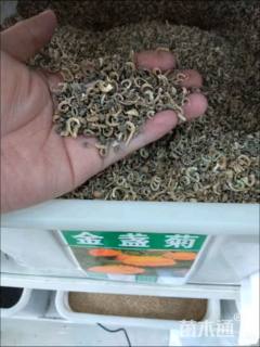 金盏菊种子金盏菊种子