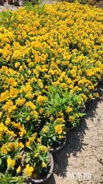 高度15厘米角堇