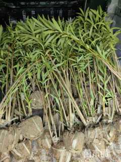 高度150厘米夹竹桃