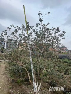 高度250厘米菲油果