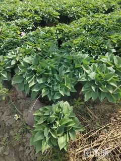 高度20厘米玉簪