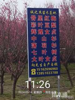 12公分骨里红梅