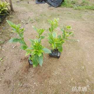 高度20厘米金边假连翘