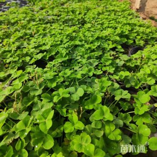 高度20厘米红花酢浆草