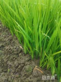 高度20厘米黄菖蒲