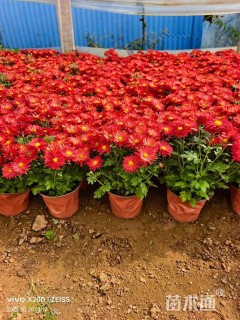 高度11厘米菊花