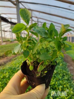 高度15厘米美丽月见草