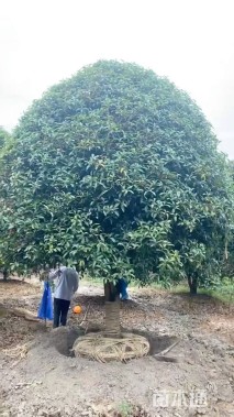 高度500厘米丛生桂花