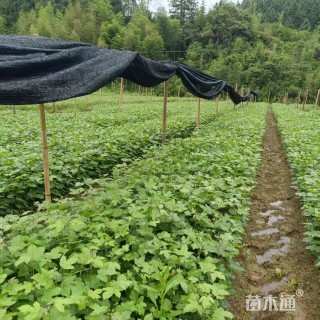 0.4公分枫香