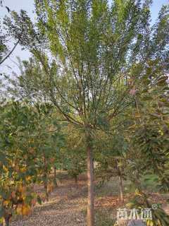 20公分速生国槐