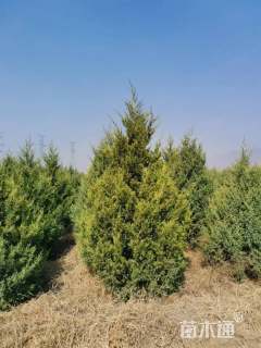 高度300厘米油松