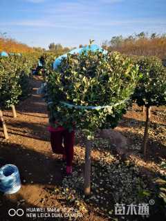 高度120厘米嫁接卫矛球