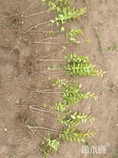 高度50厘米金叶女贞