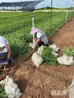 30厘米大叶扶芳藤