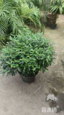 1公分清香木