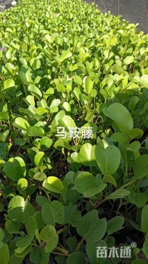 高度30厘米马鞍藤