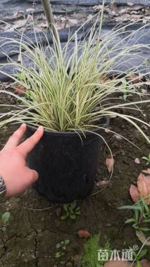 高度40厘米金叶苔草