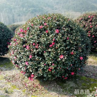高度35厘米茶梅