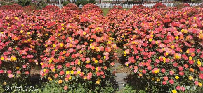 高度180厘米月季