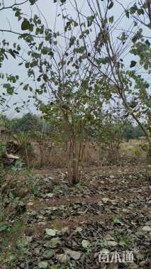 高度500厘米丛生紫荆